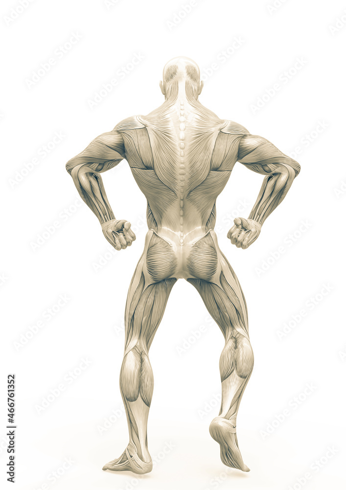 muscleman anatomy heroic body doing a bodybuilder pose four in white background_