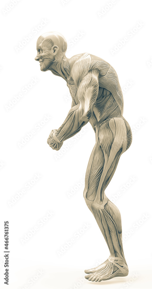 muscleman anatomy heroic body doing a bodybuilder pose seven in white background muscleman anatomy heroic body doing a bodybuilder pose seven in white background