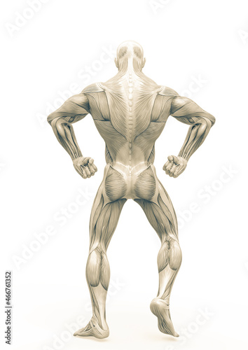 Fototapeta Naklejka Na Ścianę i Meble -  muscleman anatomy heroic body doing a bodybuilder pose four in white background_