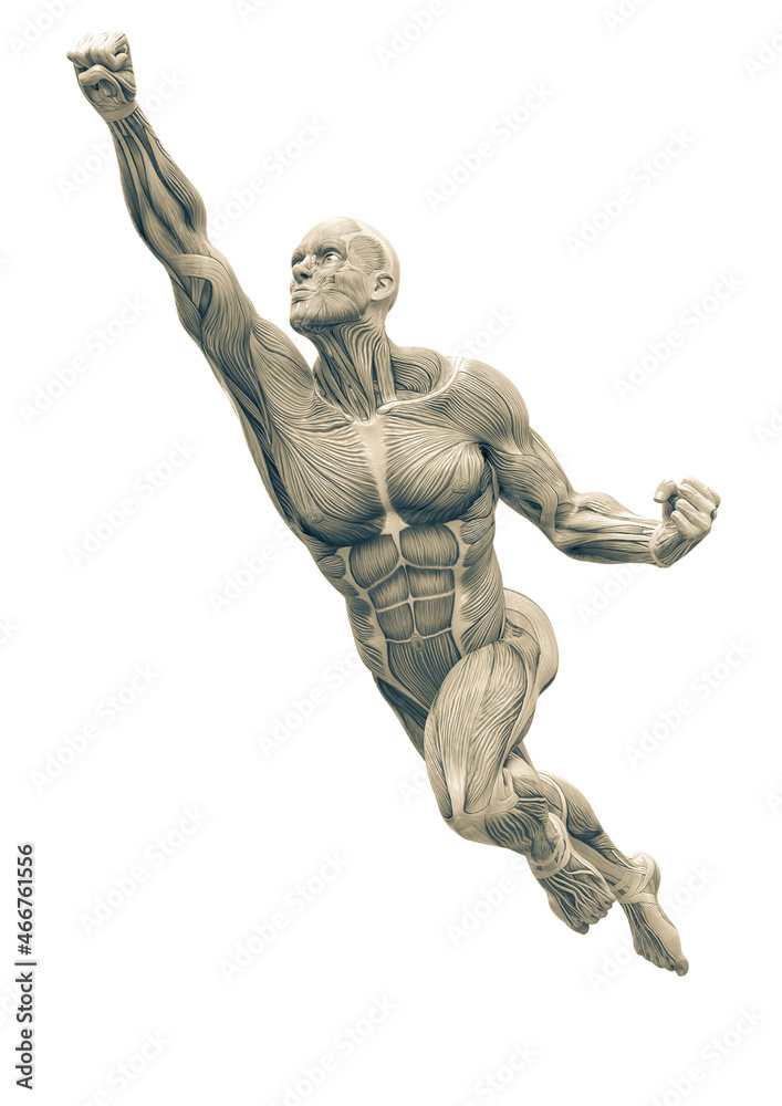 muscleman anatomy heroic body is flying up in white background muscleman anatomy heroic body is flying up in white background