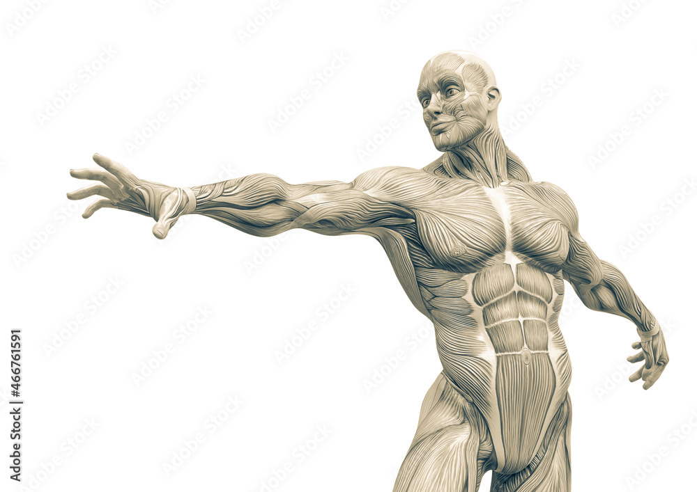 muscleman anatomy heroic body is trying to reach in white background muscleman anatomy heroic body is trying to reach in white background