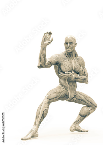 muscleman anatomy heroic body doing a karate pose two in white background