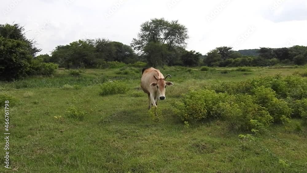 Cattle in green grass field, country side Cattle in green grass field, country side