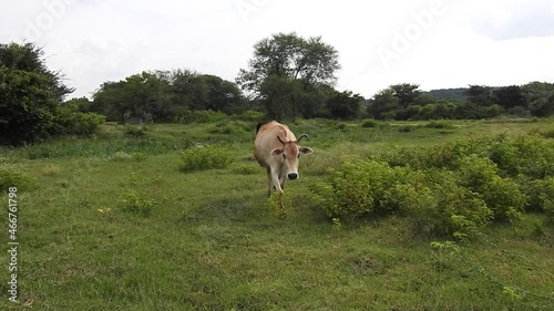 Cattle in green grass field, country side photo