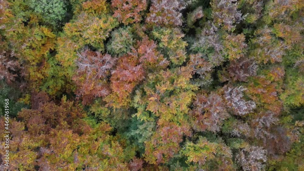 Flug über dem bunten Herbstwald_(3) Flug über dem bunten Herbstwald_(3)