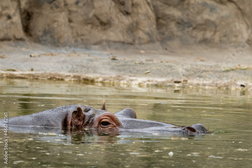 Head of a hippo swimming in a zoo