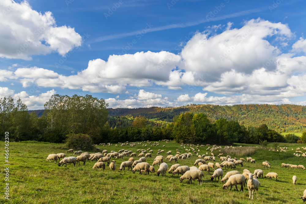 Obraz premium Sheep herd near Terchova, Mala Fatra, Slovakia