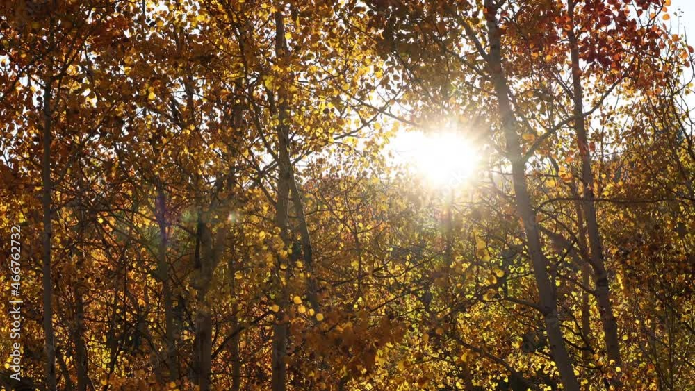 Sun light shining through Fall foliage panning through the branches of small trees in Utah. Sun light shining through Fall foliage panning through the branches of small trees in Utah.