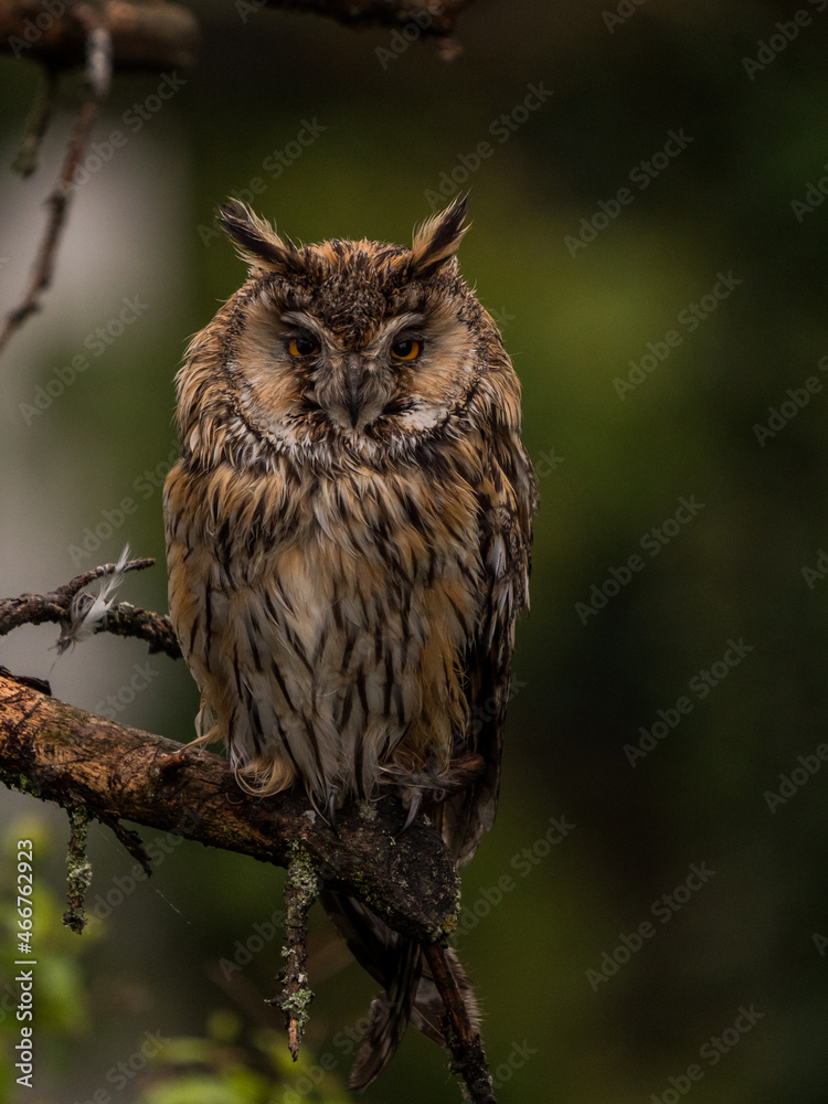 Obraz premium Waldkauz im Baum sitzend