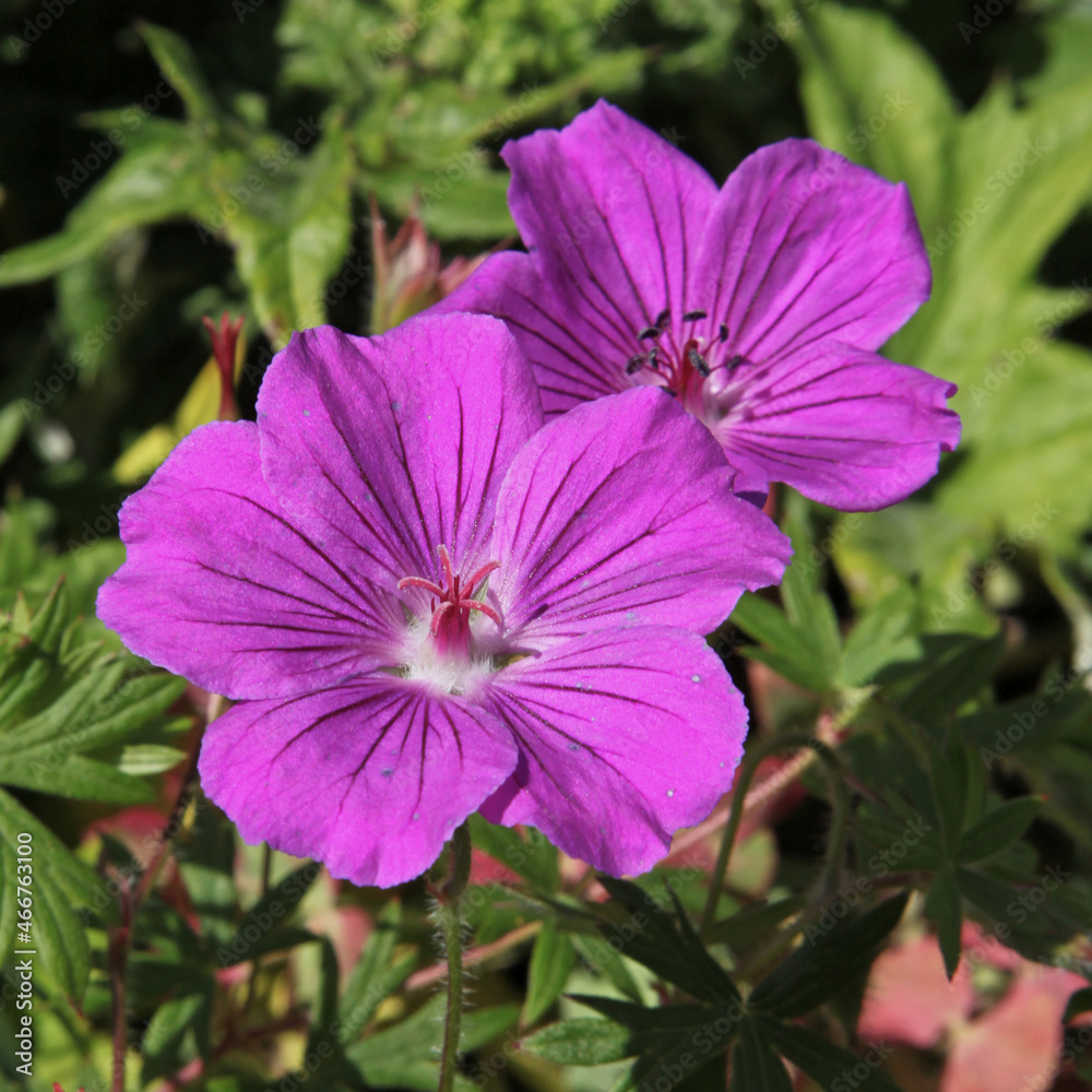 Géranium vivace mauve