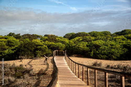 Wallpaper Mural wooden walkway between the pines to reach the beach Torontodigital.ca