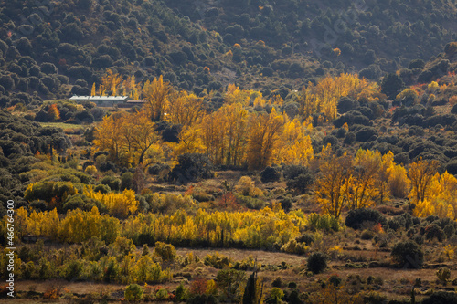 Landscape of autumnal trees, wild poplars with yellow leaves, in the Morana ravine, in the Moncayo Natural Park, Zaragoza, Aragon, Spain photo