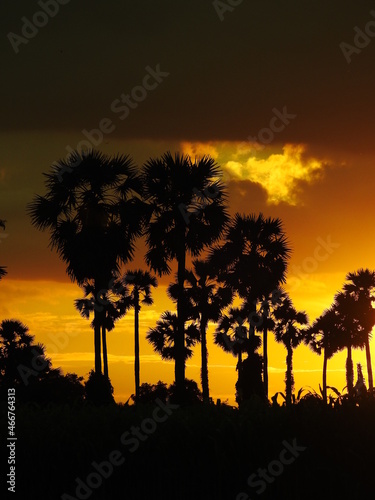 Beautiful Sunset scene over tall palm trees, colourful sky light in the evening.