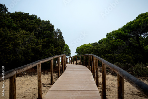 wooden walkway between the pines to reach the beach