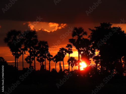 Beautiful Sunset scene over tall palm trees, colourful sky light in the evening.