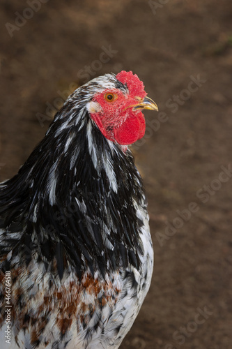 portrait of a beautiful colored porcelain Brahma rooster