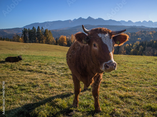Pasące się jesienią krowy na polanie tatrzańskiej ze szczytami tatrzańskimi w tle.