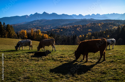 Pasące się jesienią krowy na polanie tatrzańskiej ze szczytami tatrzańskimi w tle. © slawjanek