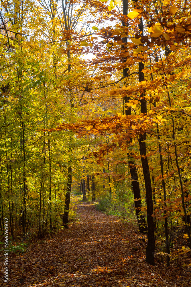 Obraz premium Autumn forest trail.