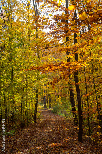 Autumn forest trail.
