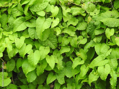 thick green leaves background