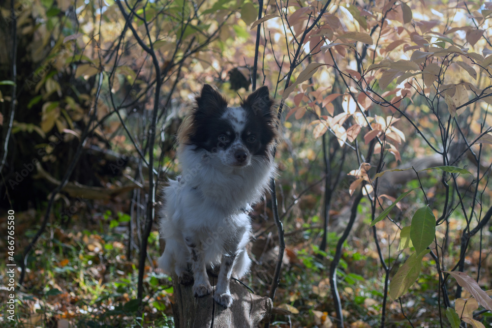 Chihuahua im Herbst Insel Rügen Chihuahua im Herbst Insel Rügen