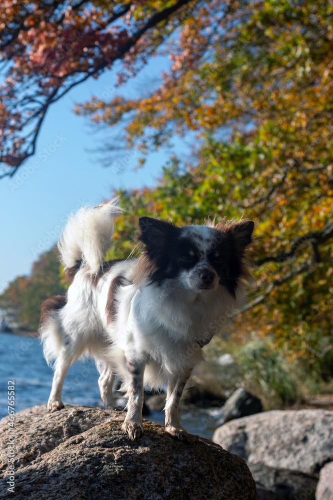 Chihuahua im Herbst Insel Rügen Chihuahua im Herbst Insel Rügen