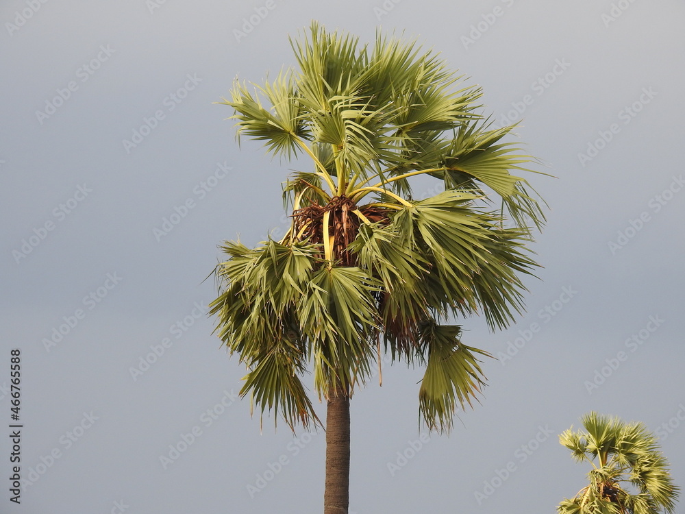 Obraz premium tall palm tree with sky background