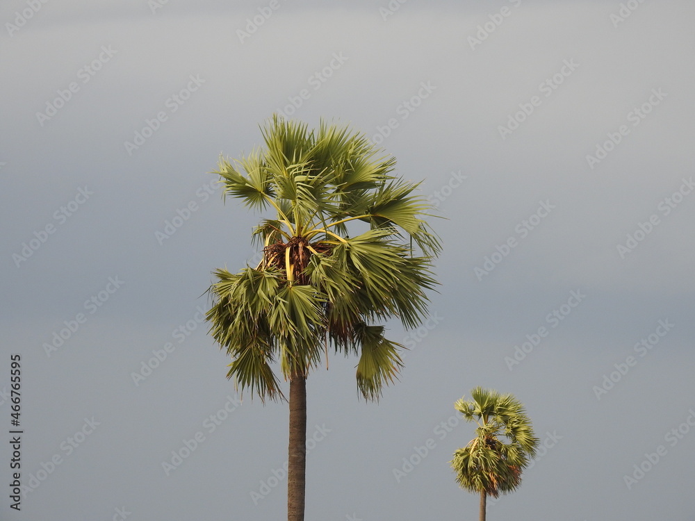 Obraz premium tall palm tree with sky background