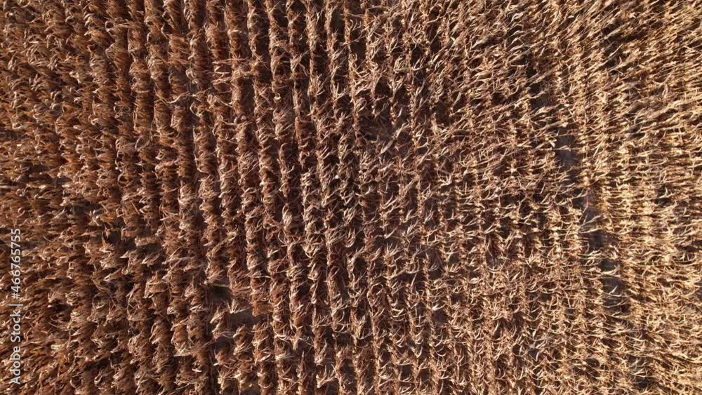 Flying over dry corn field, top view, Ukraine, Europe. Aerial view of cornfield of autumn in sunny day. Dried feed corn growing, farming business Flying over dry corn field, top view, Ukraine, Europe. Aerial view of cornfield of autumn in sunny day. Dried feed corn growing, farming business