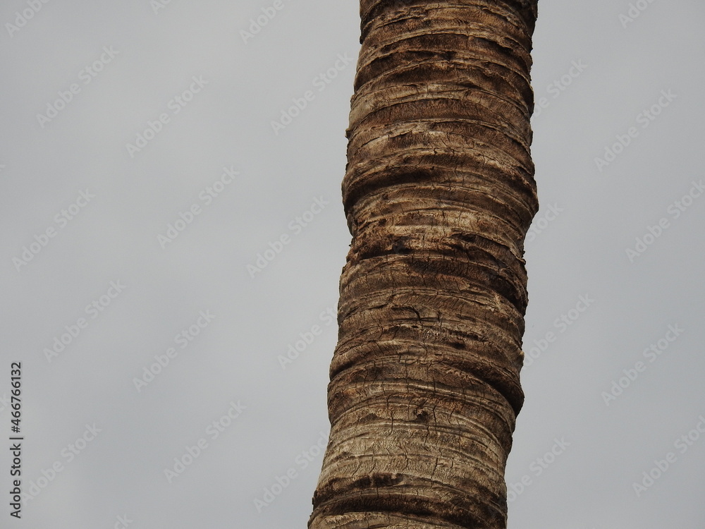 coconut tree trunk