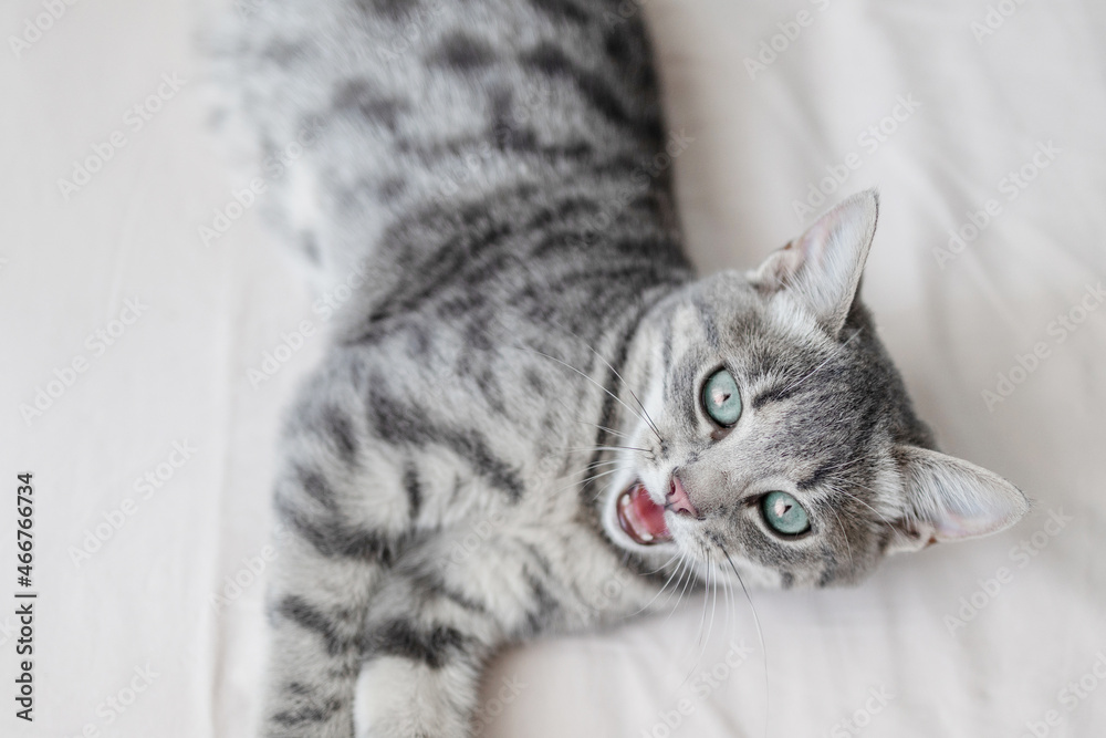 A playful striped gray kitten with blue eyes lies and rests on the bed in a cozy home. Cat day holiday