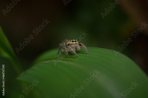spider on a leaf 