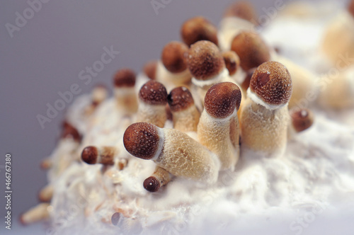 Micro growing of Psilocybe Cubensis mushrooms on white background. Mycelium block of psychedelic psilocybin mushrooms Golden Teacher. Macro view, close-up. Micro-dosing concept. photo