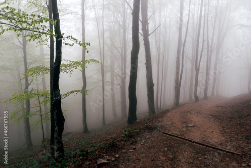 Dark misty forest in the mountains  Bieszczady Mountains  Poland