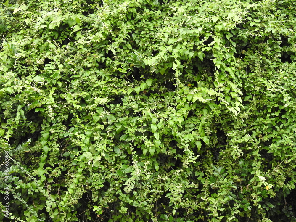 Thick nature green background. Fresh Plants growing. Beautiful Backdrop. Thick nature green background. Fresh Plants growing. Beautiful Backdrop.