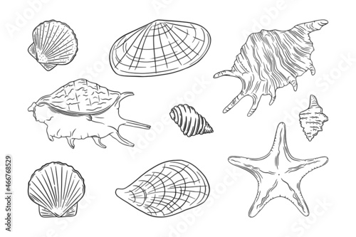 Seashells set with starfish, scallop, oyster and other seafood. Shells isolated in white background. Sketch ector illustration