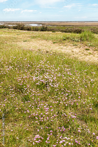 Sea Pinks flowering beside the River Glaven on the salt marshes at Blakeney National Nature Reserve at Blakeney  Norfolk UK