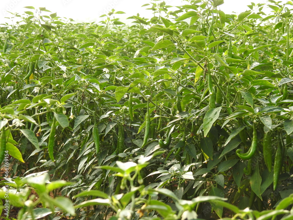 Chilli plant farming, vegetable growing Chilli plant farming, vegetable growing