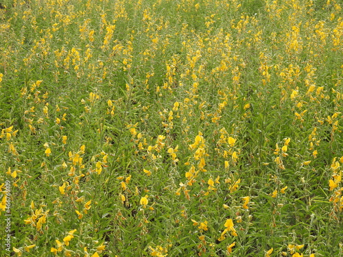 Sun Hemp Plants farming, Yellow color flowers, Agriculture Field.