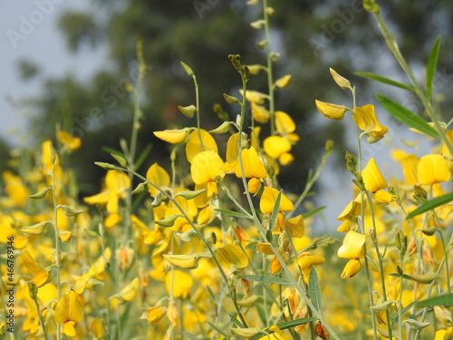 Sun Hemp Plants farming, Yellow color flowers, Agriculture Field.