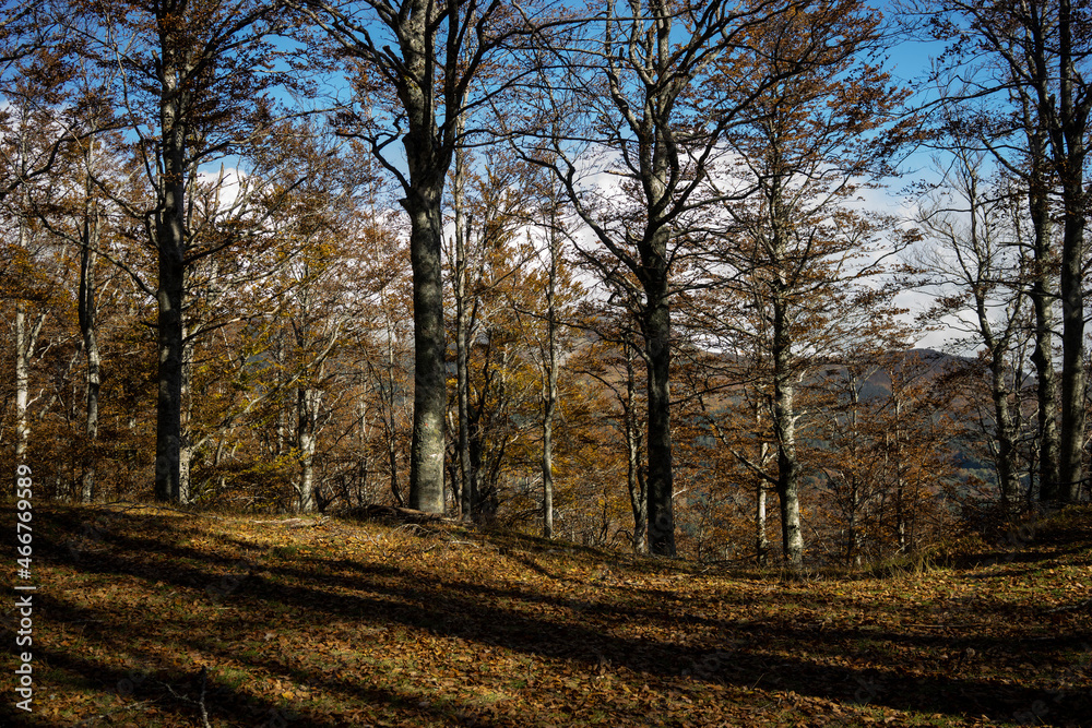 Naklejka premium forest with beeches trees in autumn