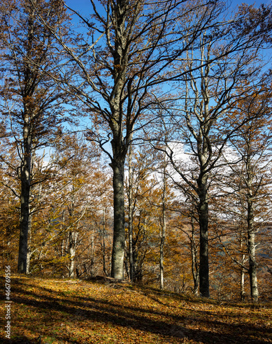 forest with beeches trees in autumn