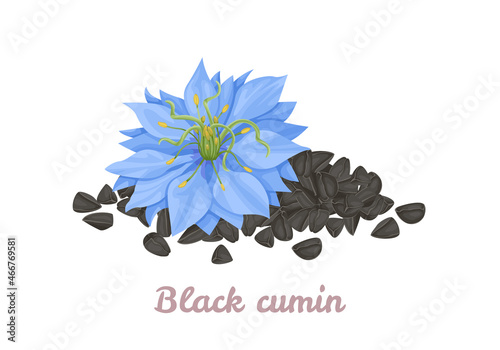 Nigella sativa flower and black cumin seeds isolated on white. Vector cartoon flat illustration. photo