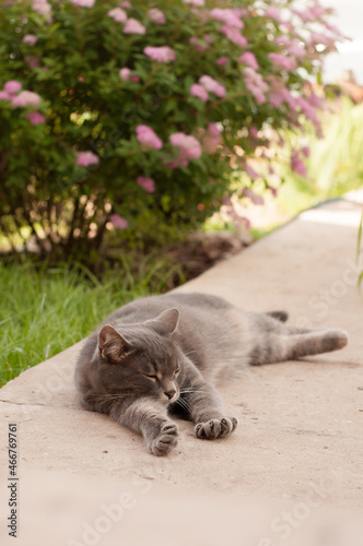 a gray cat lies on the asphalt with its eyes closed and its paws outstretched against a background of blurred flowering bushes and grass
