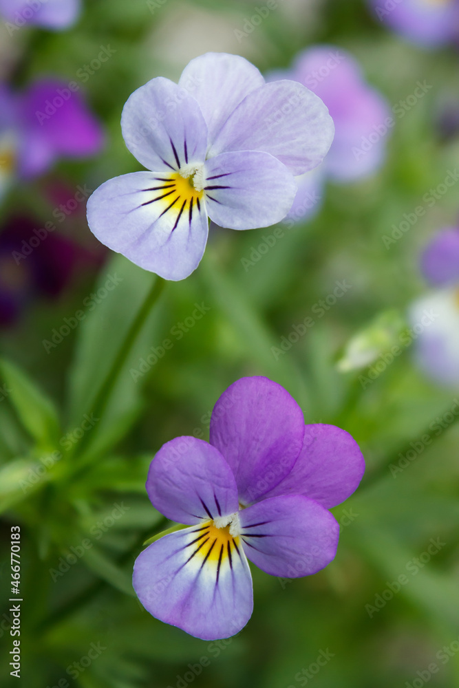 purple violet with buds blooms on a sunny meadow. flower closeup purple violet with buds blooms on a sunny meadow. flower closeup