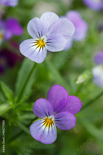 purple violet with buds blooms on a sunny meadow. flower closeup