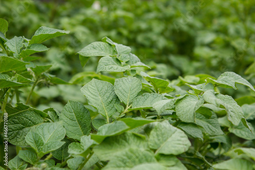 Wallpaper Mural Blooming of a young green potato in a vegetable garden. Growing vegetables and root crops.	 Torontodigital.ca