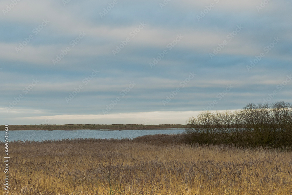 reeds in the water