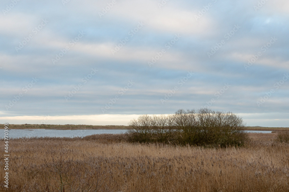 reeds on the beach